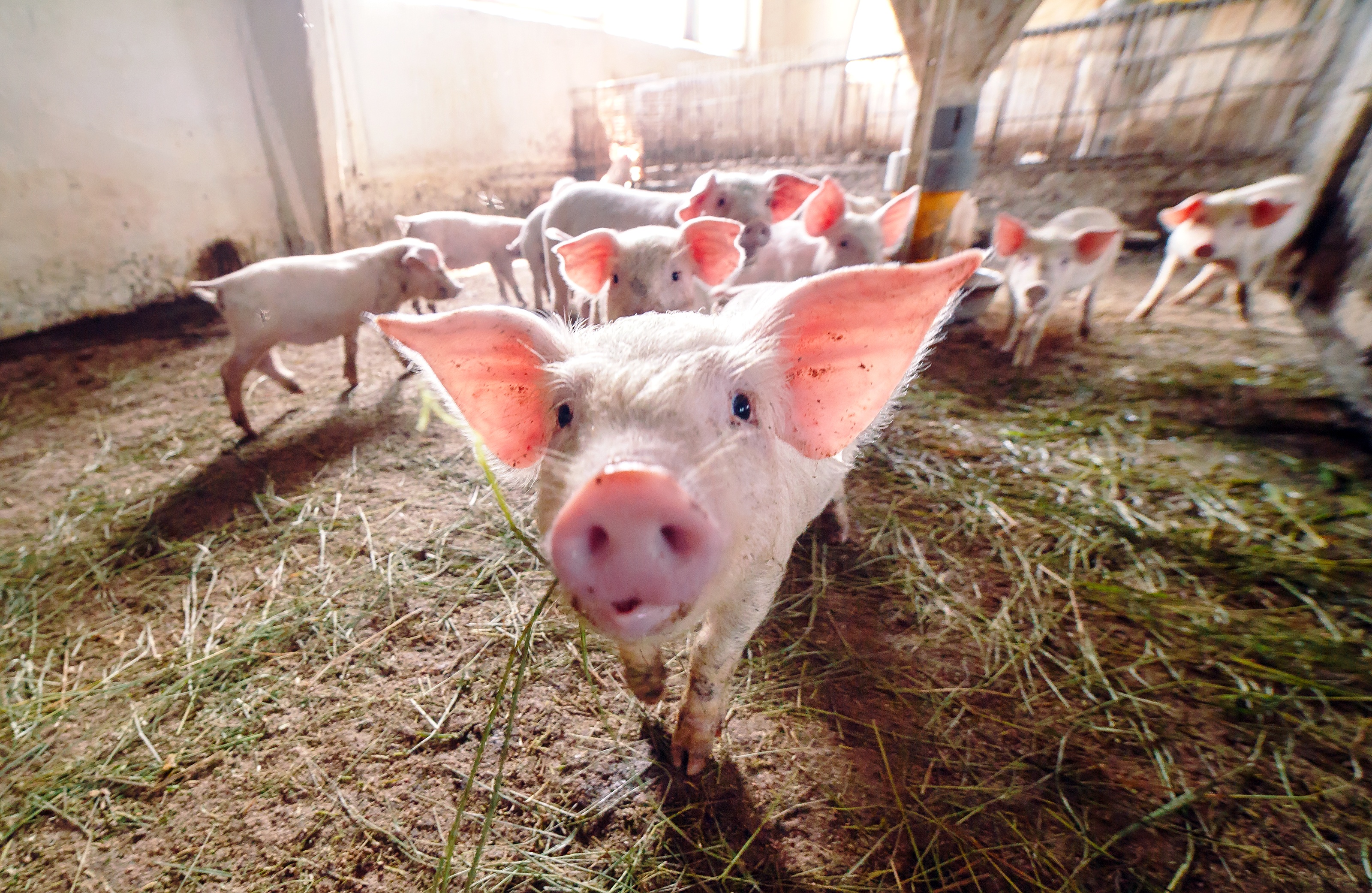 Ferkel im Stall