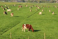 Viele Kühe auf der Wiese