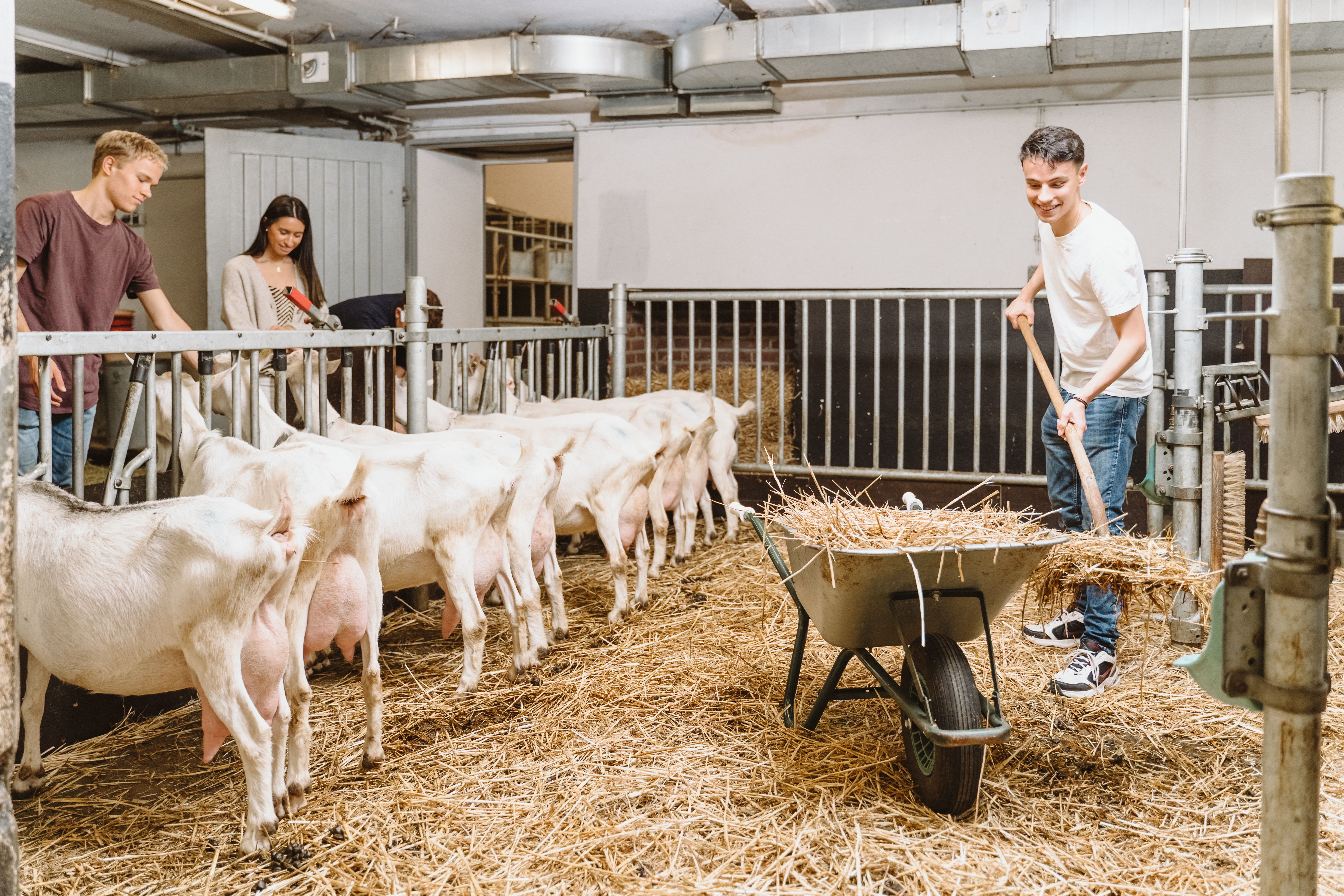 Studierende im Ziegenstall